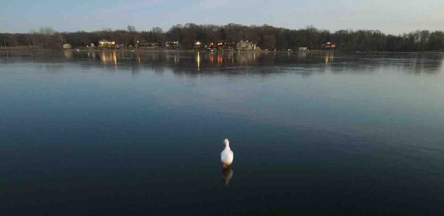 White Duck on Ice